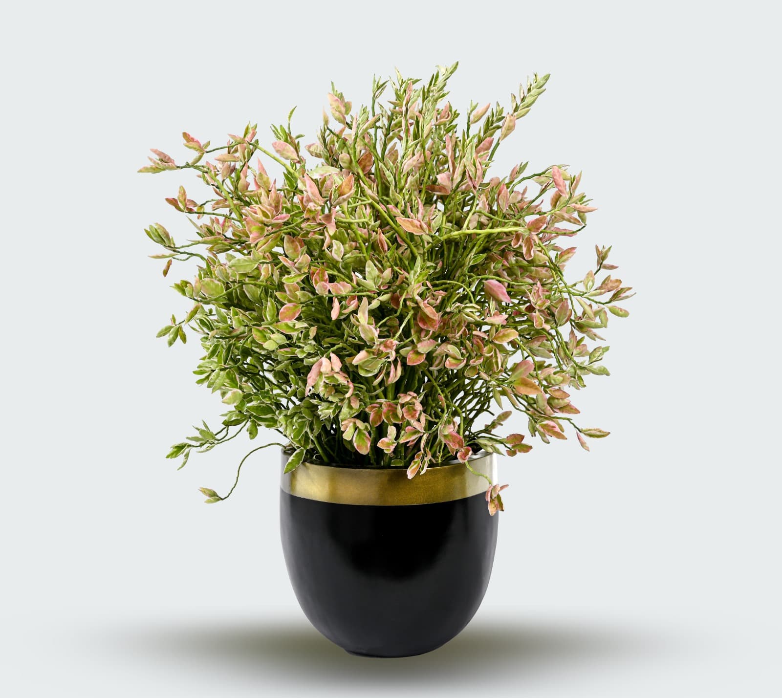 JIGO Planter 4